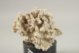 A CORAL SPECIMEN. 12cms high x 10cms wide, on a wooden plinth.