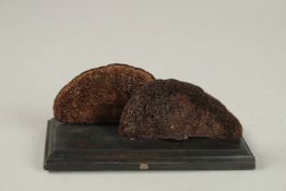 TWO FUNGUS SPECIMENS. 8cms long, on a wooden base.