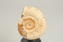 A 20 MILLION YEARS OLD AMMONITE. 6cms x 7cms, on a wooden plinth.