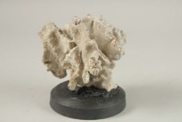 A CORAL SPECIMEN. 12cms x 12cms, on a wooden base.