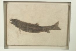 A HUGE FOSSILIZED FISH, framed and glazed. 50cms long.