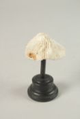 A SMALL WHITE MUSHROOM CORAL SPECIMEN. 7cms x 6cms, on a wooden plinth.