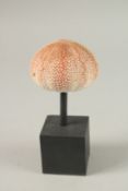 A SEA URCHIN SPECIMEN. 8cms wide x 7cms deep, on a wooden plinth.