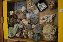A collection of coral and fossils etc.