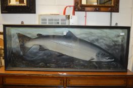 A good large painted model of a salmon in a display case.