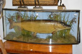 A good early 20th century stuffed and mounted pike by Cooper & Sons in a bow fronted display case.
