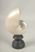 A NAUTILUS SHELL SPECIMEN 15cms, on a turned wood stand.