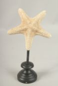 A STARFISH SPECIMEN. 15cms, on a turned wood stand.