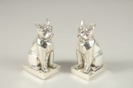 A PAIR OF DECO FRENCH BULL DOG SALT AND PEPPERS.