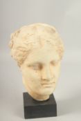 A MUSEUM PLASTER COPY OF A GREEK HEAD. 23cms high, on a wooden stand.