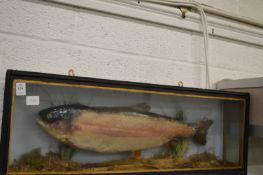 Stuffed and mounted salmon in a display case.