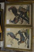 A pair of early colour engravings of birds together with various other watercolours, mostly