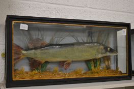 Stuffed and mounted pike in a display case.