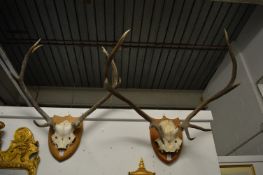 Two sets of deer antlers mounted on shield shaped plaques.