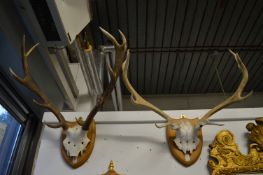 Two sets of deer antlers, mounted on shield shaped plaques.