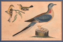 A hand coloured engraving of a pigeon, 5