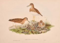 John Gould, a group of four hand coloured lithographs, each around 14