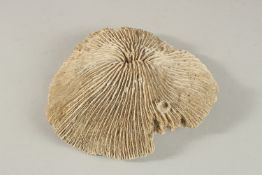 A SPECIMEN MUSHROOM PIECE OF CORAL. 19cms.