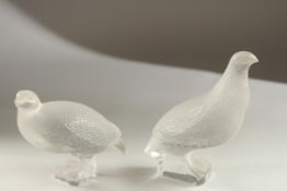 A PAIR OF LALIQUE FROSTED GLASS PARTRIDGE. Engraved Lalique, France. 17cms high. Chips to beaks.