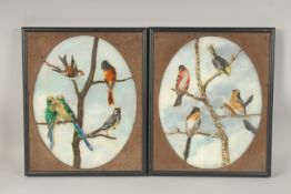 A SUPERB QUALITY PAIR OF PIETRA DURA OVAL PLAQUES with brilliantly coloured birds on a branch. 56cms