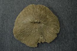 A piece of mushroom coral.