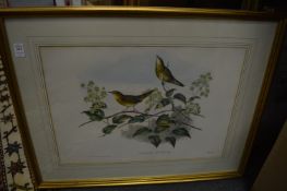 John Gould, a group of four hand coloured lithographs.