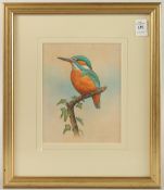 SIMON TURVEY. A kingfisher on a branch, watercolour. Signed. 7.5
