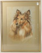 ROBERT SHARPE. Portrait of a collie dog, pastel. Signed and dated '83. 19