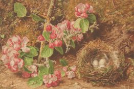 Still life of bird's nest and eggs with apple blossom. Signed. Unframed 7.5