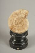 A TWENTY MILLION YEARS OLD AMMONITE SPECIMEN on a wooden base. 2.75ins.
