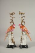 A LARGE PAIR OF CONTINENTAL PORCELAIN AND METAL PARAKEET CANDLESTICKS. 22ins high.