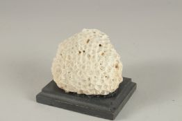 A CORAL SPECIMEN on a wooden base.