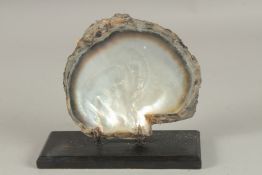 A PEARL CLAM SHELL SPECIMEN on a wooden base. 6ins.