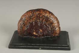A MUSHROOM FUNGUS SPECIMEN on a wooden base. 4.5ins.
