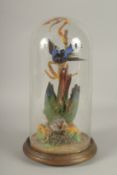 A VICTORIAN DOME OF EXOTIC HUMMING BIRDS. 14ins high.