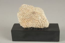 A CORAL SPECIMEN on a wooden base. 4ins.