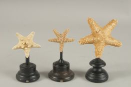 A GROUP OF THREE STARFISH SPECIMENS ON STANDS. Largest: 15cms high.