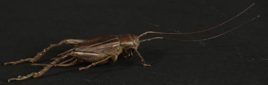 A BRONZE OKIMONO OF A GRASSHOPPER.