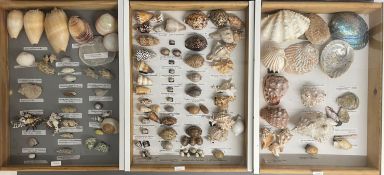 3 display cases of seashells