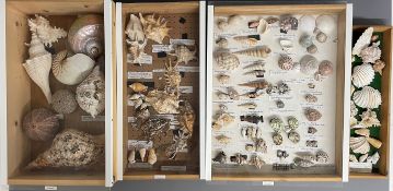 4 display cases of varying size of seashells including large shells