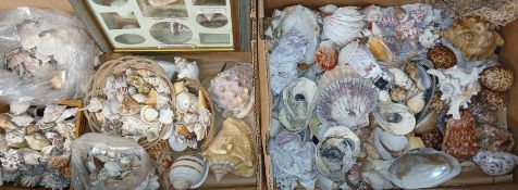 Large collection of seashells including conch, cowrie, trochus etc (2 boxes)