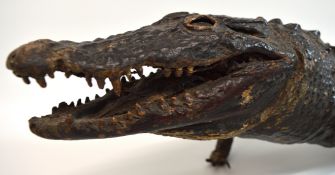 Victorian taxidermy - African juvenile crocodile (Crocodylus niloticus) 114cm (af)