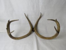 A pair of deer antlers, unmounted.