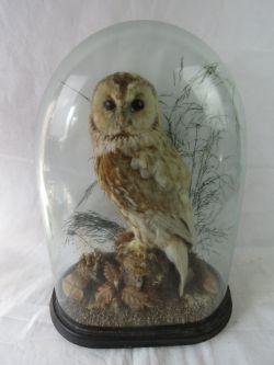 Country House; Silver inc Georg Jensen, 17th C Pewter, Taxidermy, Militaria, Automobilia, Decorative Items, Paintings, Music Boxes etc