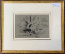 British School, circa 19th century, study of a tree, graphite on paper heightened in white,13x19.