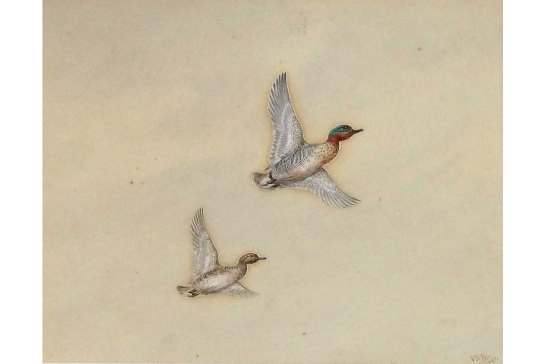 Philip Rickman (1891-1982), 'Pochard Ducks' , watercolour, signed and titled verso, 19x24cm, and - Image 5 of 5