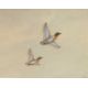 Philip Rickman (1891-1982), 'Pochard Ducks' , watercolour, signed and titled verso, 19x24cm, and - Image 5 of 5