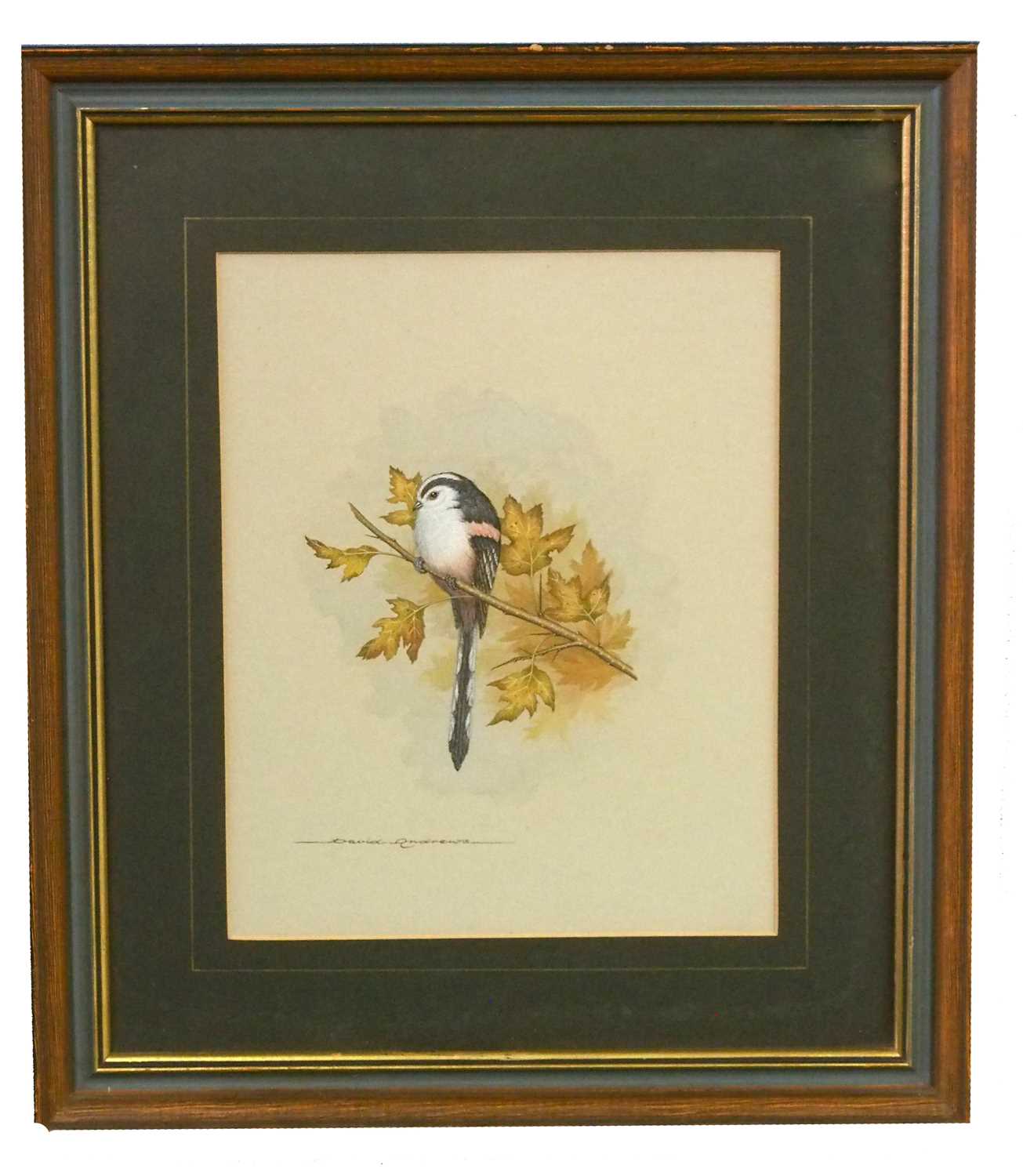 David Andrews (British, 20th century), studies of a Nuthatch, a Blackcap and a Stonechat, - Image 2 of 18