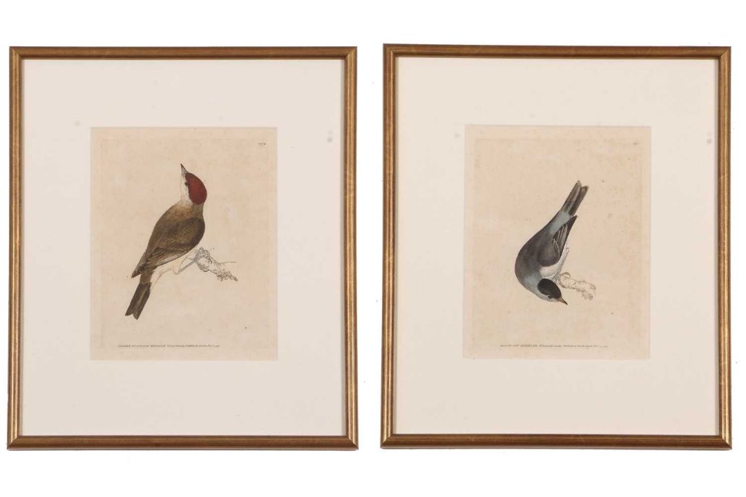 William Lewin (British,18th century), 'Black Cap Warbler' and 'Female Black Cap Warbler' hand - Image 1 of 5