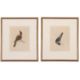 William Lewin (British,18th century), 'Black Cap Warbler' and 'Female Black Cap Warbler' hand - Image 1 of 5